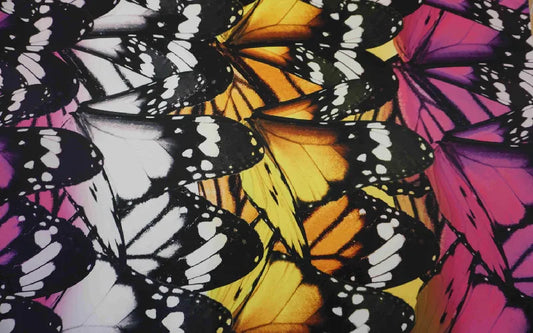 Butterfly Print Satin